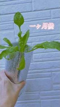 【#家庭菜園 】#ほうれん草栽培 種から一ヶ月 #試食会