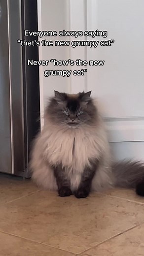 Merlin: The Grumpy Cat Phenomenon Explained