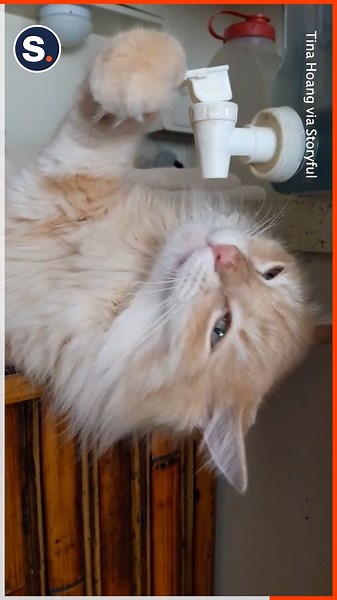 What a clever cat! | storyful