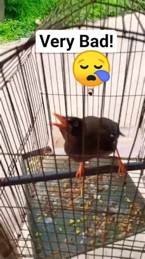 Sad Angry Bird | Tiny Bird Bad Feelings #birds #sad #shorts