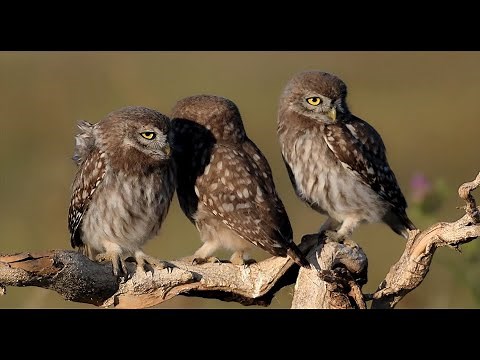 Oiseau de l'année 2021 : la chevêche d'Athéna