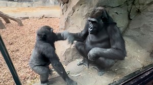 Let the winter break shenanigans begin! 🦍 Pablo and the rest of the gorilla troop are always up to something inside the toasty Tropical Forest. franklinparkzoo.org | Franklin Park Zoo