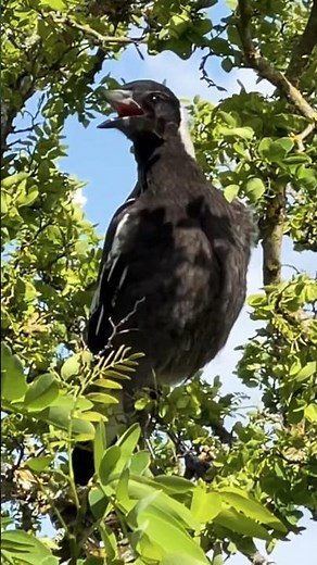 MAGPIE BABY SOUND! | Call | Song | #magpie #baby #sound