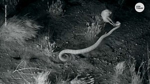 A kangaroo rat and a rattlesnake go head to head. The winner may surprise you