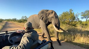 172K views · 4.3K reactions | Enjoy some of the highlights from this week's #virtualsafari game drives, including an amazing encounter with an elephant bull, lions playing on the road, and the discovery of Nompethu's cub alive and doing well! | Tintswalo Safari | Facebook