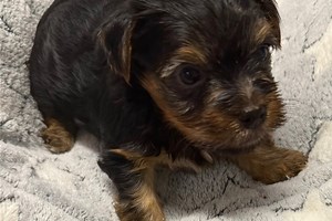 Ben - Yorkshire Terrier Puppy 87FA71