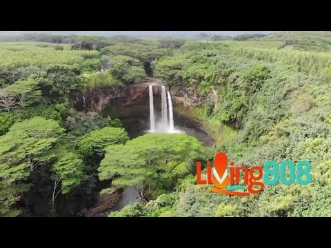 Lady Elaine at Mānoa Marketplace Offers A Unique Dining Experience in the Heart of Mānoa Valley