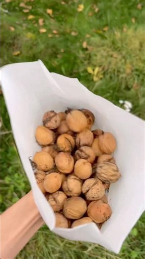 Another Walnut Tree Harvest