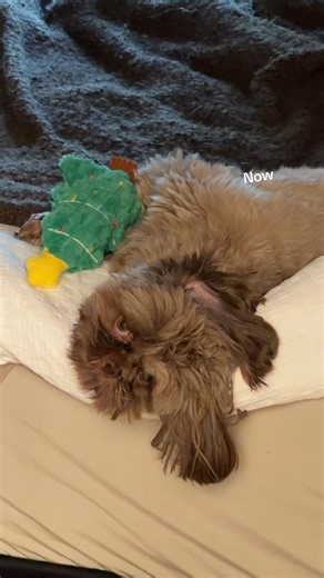 Funny Moments with My Shih Tzu