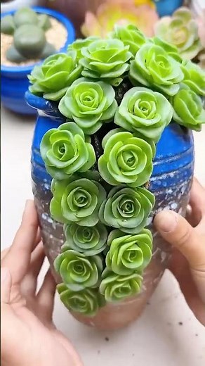 Stunning Succulent Decoration Ideas for Your Home ✨