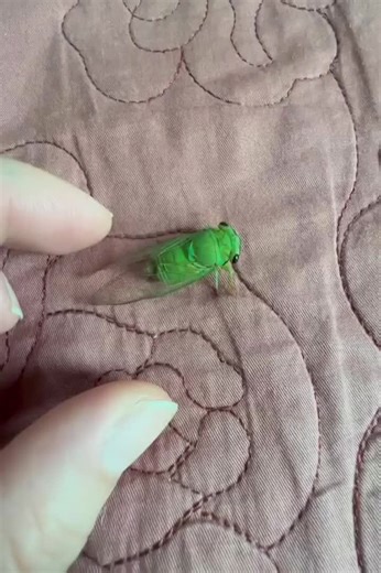Amusing Green Cicada Sounds to Enjoy in Nature