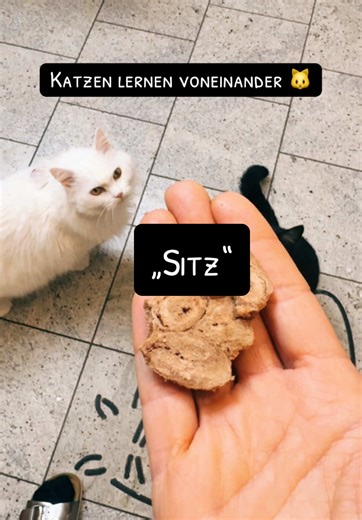 Die zwei Kater im Haus machen auf Kommando „Sitz“. Bei den zwei Damen - keine Chance. #katzemachtsitz #katzemachttricks #katzeoderhund #katzetrainieren #sitz