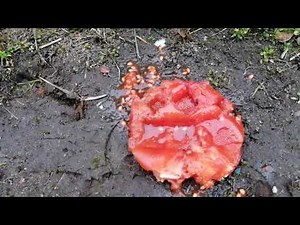Crushing a tomato in the mud with my high heeled boots