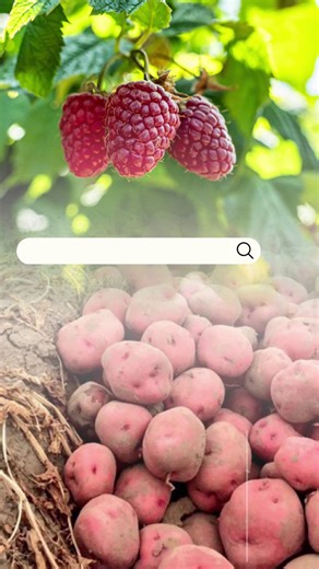 🌾✨ Did you know the top two crops grown in Whatcom County are Red Raspberries and Seed Potatoes? Over the past two days, more than 550 third graders discovered this fun fact firsthand. And, by the end of the week, over 940 students will join us to learn all about how these two important crops are grown and harvested right here in Whatcom County! 🍓🥔 At our Growing Raspberries Station, hosted by Rader Farms and Maberry Packing, LLC students learned how raspberries are 🌱 planted, ☀️ harvested, 