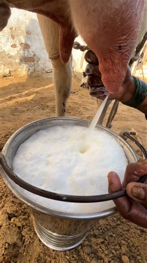 مشهد ريفي لاستخراج الحليب الطبيعي