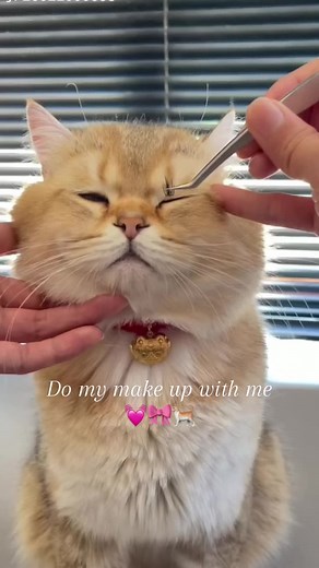Cat Makeup Tutorial: Get Ready with Me
