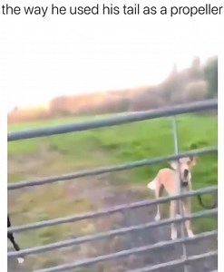 the way he used his tail as a propeller | Flap Jack