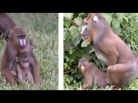 Mandrill The Most Colorful Monkey on Earth Amazing Wildlife Documentary