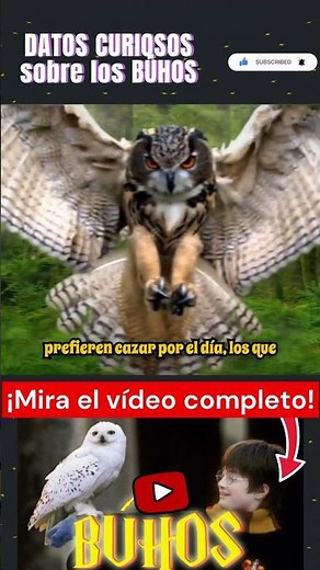 Cosas que no sabías sobre los búhos Parte 8 #búho #aves #animal #animales
