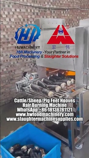 Cattle, Sheep & Pig Hooves Hair Burning Machine | HW Machinery Abattoir & Meat Processing Solutions