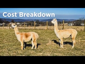 Getting Started With Alpacas | Cost Breakdown