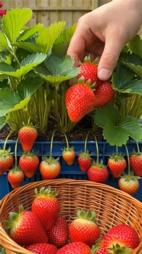 How to grow strawberry 🍓🍒#garden #strawberry #plants #shorts