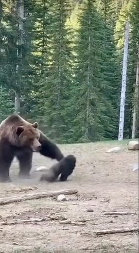 クマに襲われる赤ちゃんゴリラ…その時、奇跡の逆転劇が始まる！ #熊 #ゴリラ #bear #shorts