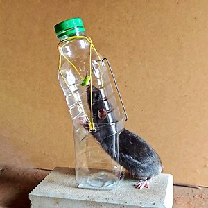 Capture Camundongos de Forma Humanitária: Prenda Fácil com Garrafa Feita em Casa! 🐁🪤 | Ideias Incríveis