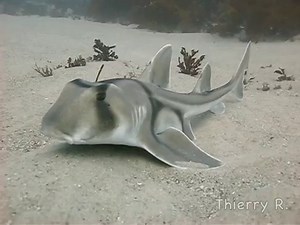 The Port Jackson Shark Is A Cool Species Of Shark - Shark Sider