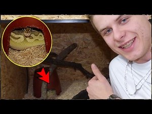 TERRARIUM OF MY PYTHON - EUBLEPHARIS