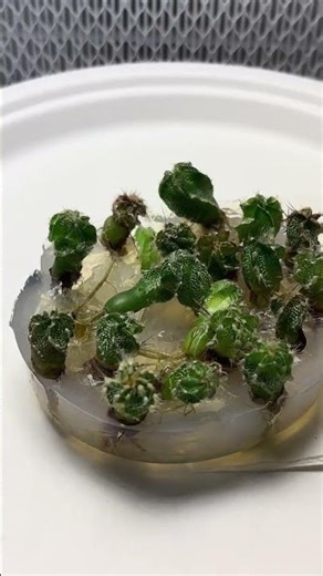 Growing Astrophytum capricorne in tissue culture