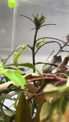 Why Leaf Insects sway...Explore science everywhere!