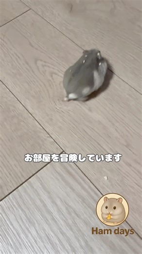 おやつタイム&部屋んぽを楽しむハムスター🐹 #ハムスター #hamster #ハムスターかわいい #ハムスターのいる生活 #癒し動画 #ジャンガリアンブルーサファイア