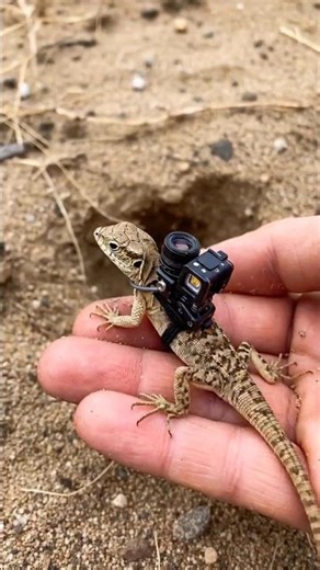 camera Man lizard 😂#lizard#funnyvideo #doglife