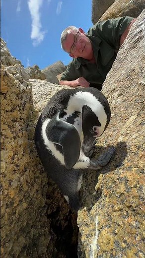 The African Penguin has incredible adaptations - look at his beak, his wings and his feathers! 🤩🐧