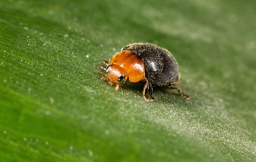 Cryptobug | Mealybug Control | Predatory Beetles (Cryptolaemus montriouzieri)