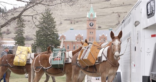 University of Mule-tana: pack train returns to UM Summer Kickoff