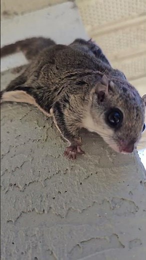 Southern Flying Squirrel #florida #native #wildlife #southern #reels