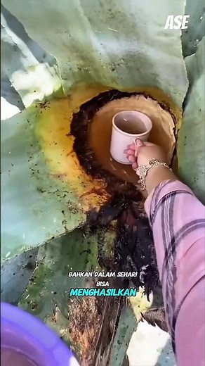 tanaman penghasil minuman terkenal di meksiko