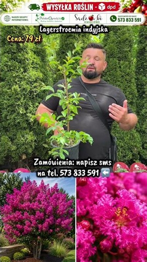 🌺 Kwitnie jak na południu Europy! Lagerstroemia zachwyca całe lato 😍
