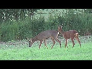 6.5x55 swede 140gr SST bullet swirl slow-mo