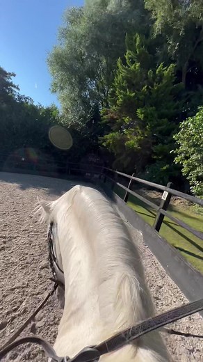 Cantering Through Life: A Horse Rider's Perspective