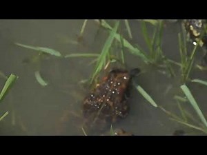 African common toad (Sclerophrys regularis) Toad calls