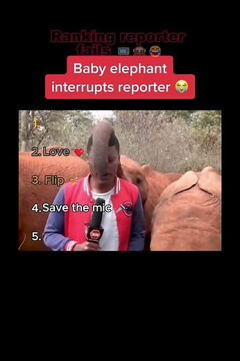 The Elephant Just Wanted a Kiss From the Reporter