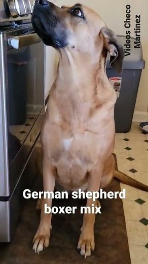 German shepherd boxer mix. Cute dogs.