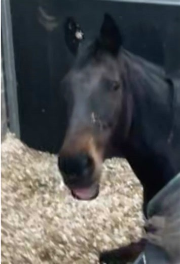 Mary wasn’t too sure about showing the camera her floppy lip 🤭😂#fyp #horsesoftiktoktok #viral #mary