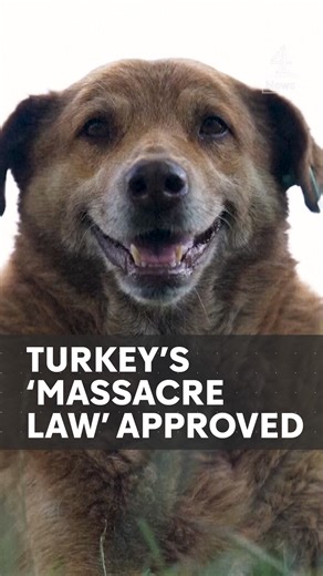 Turkey has approved a new law aimed at removing millions of stray dogs from its streets. Dubbed as the ‘massacre law’ by oppositions and animal activists, the law is intended to tackle the country's stray dog problem, but many people fear this will lead to the animals being killed. #dog #straydogs #Turkey #Massacrelaw #animalactivists #Erdogan #channel4news | Channel 4 News