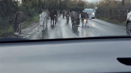 Herd of donkey hilariously stops to greet the woman sitting inside her car