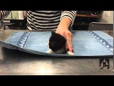 How to Towel Wrap a Kitten