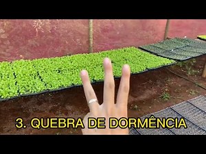 5 IMPORTANT STEPS FOR GOOD GERMINATION | Vegetable seedlings